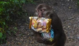 游客爆料猴子视频大全,猴子视频大全趣味集锦