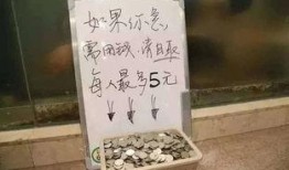 毒硬币最新爆料,揭秘神秘内幕，揭开市场风云
