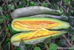 建湖网红吃瓜事件真相是真的吗,真相揭秘，还原事件始末